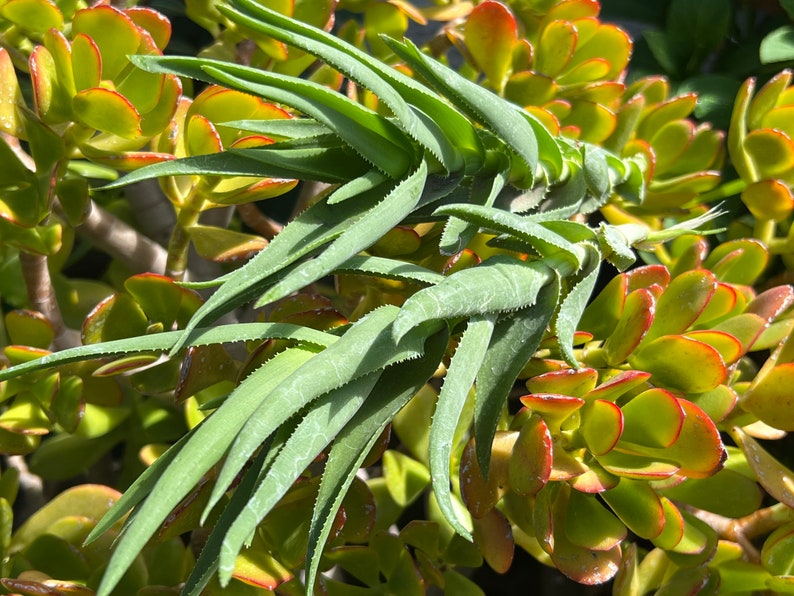 Climbing Aloe,Aloiampelos Ciliaris,Unrooted Climbing Aloe,6 Live Cuttings,DiY Succulents,Aloe Cutting,Green Succulents image 5