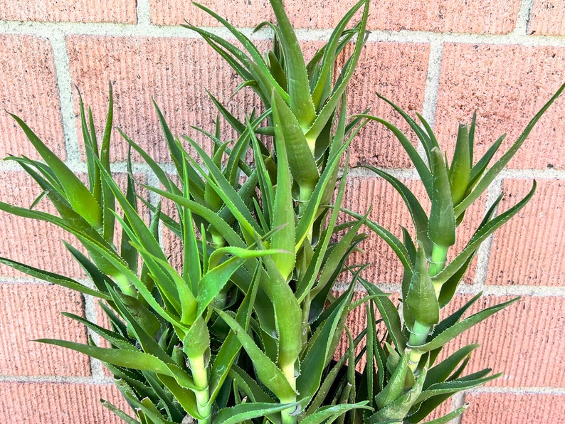 12+ Climbing Aloe Care