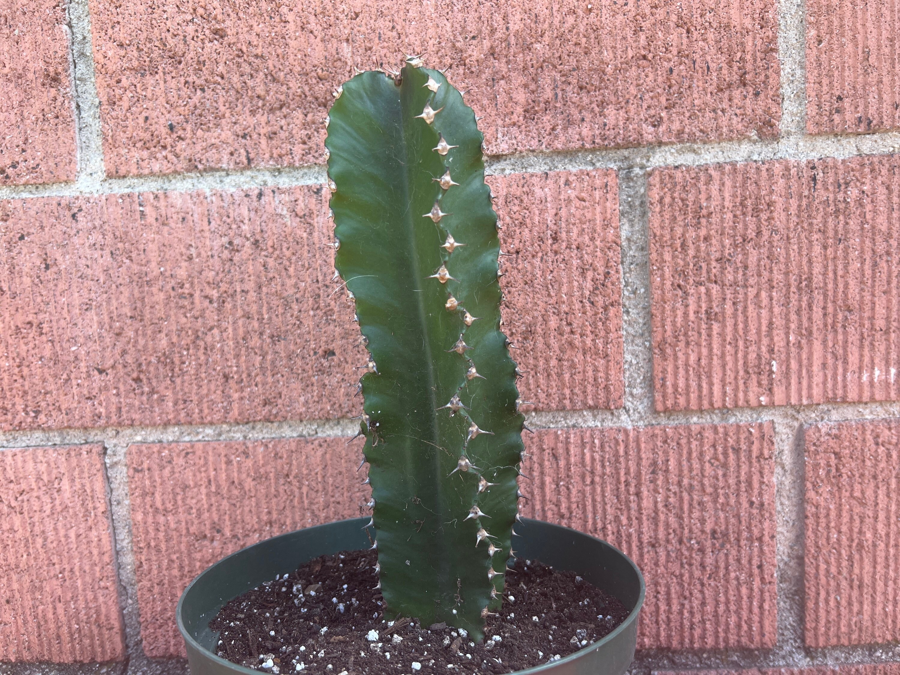 Euphorbia Amman African Candelabra Cactusdiy Cactusdiy Etsy