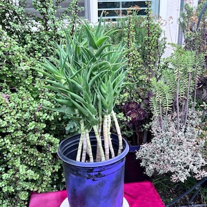 Rooted Climbing Aloe,aloiampelos Ciliaris,large Succulents,large Climbing  Aloe,unique Aloe,green Succulent,plant Lover,no Planter - Etsy