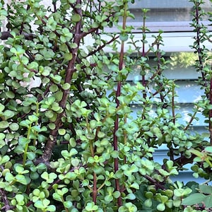 Elephant Bush Cuttings,Portulacaria Afra,Dwarf Jade Plant,10 Cuttings,Unrooted Jade Plant,DIY Succulent,Green Succulent,Jade Cuttings