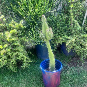 Amman African Candelabra Euphorbia Cactus,Rooted Cactus,Large Euphorbia,Live Cactus Gift,Plant Lover,Cactus Lover,DIY Cacrus,No Planter