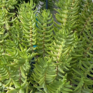 May include: A close-up of a green succulent plant with long, thin leaves that are arranged in a spiral pattern.