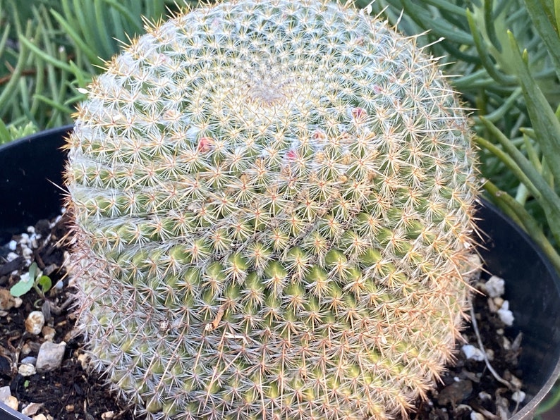Mammillaria Golden Pincushion Cactusdiy Cactusdiy Etsy