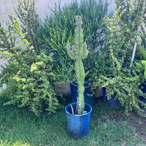 Live Amman African Candelabra Euphorbia Cactus,Rooted Cactus,Large Euphorbia,Live Cactus Gift,Plant Lover,Cactus Lover,DIY Cacrus,No Planter