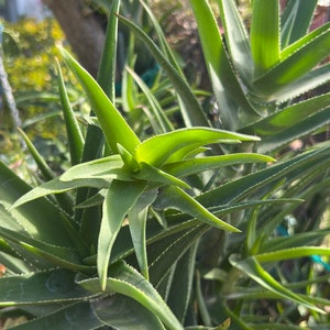 Climbing Aloe,Aloiampelos Ciliaris,Unrooted Climbing Aloe,6 Live Cuttings,DiY Succulents,Aloe Cutting,Green Succulents image 3