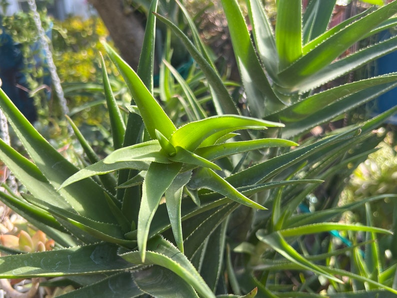 Climbing Aloe,Aloiampelos Ciliaris,Unrooted Climbing Aloe,6 Live Cuttings,DiY Succulents,Aloe Cutting,Green Succulents image 3