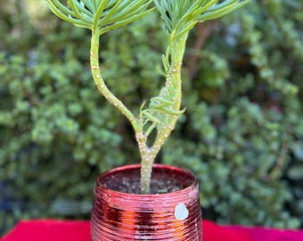 Exotic Crested Mermaid Tail Succulent: Rare Live Plant (No Planter, 12")