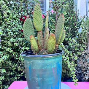 Rooted Opuntia Cinnamon Microdasy Rufida Cactus,Large Cactus,Brown Cactus,DiY Succulent,Plant Lover,Plant Gift,Plant Gift,Cactus,No Planter