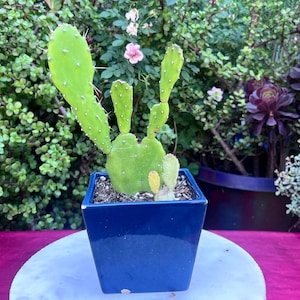 Monacantha Joseph’s Coat Opuntia Cactus,DIY Cactus,Large Cactus,Green Cactus,Opuntia Cactus,Live Cactus Gift,Outdoor Cactus,No Planter