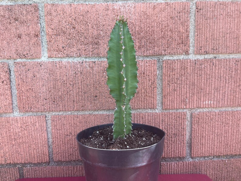 Euphorbia Amman African Candelabra Cactusdiy Cactusdiy Etsy