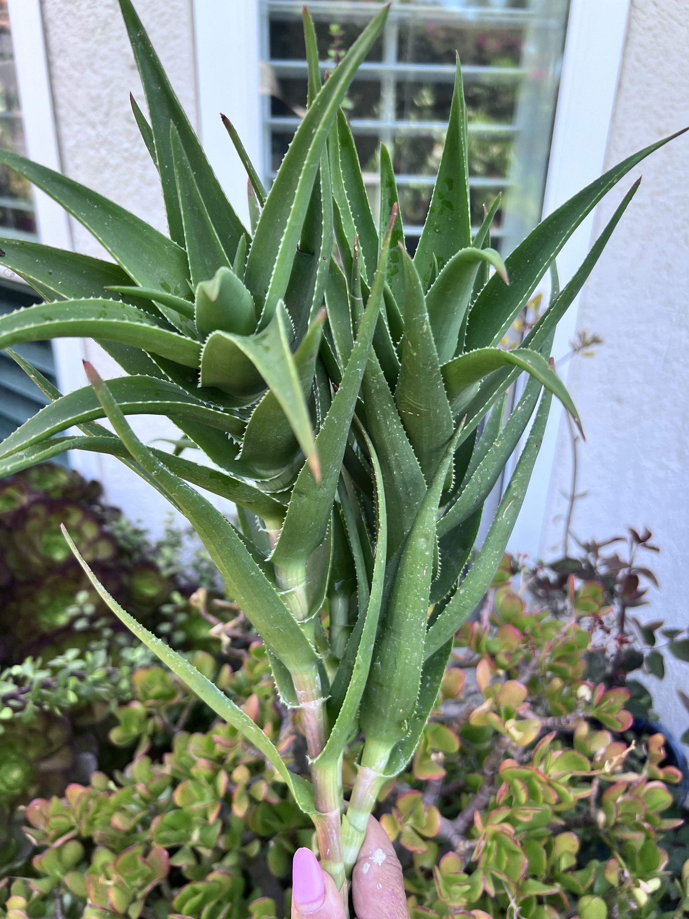Aloiampelos Ciliaris: 5 Unrooted Climbing Aloe Cuttings - Etsy