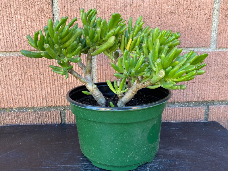 Gollum Hobbit ET/'s Ears,Crassula Ovata Jade Plant,Green Succulent,DiY Succulent,DiY Plant,Succulent Lover,Succulent Gift,No Planter