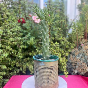 Eve&#39;s Needle Subulata Austrocylindropuntia Opuntia,Large Cactus,Rooted Cactus,DIY Succulent,Live Cactus Plant,Plant Lover,No Planter