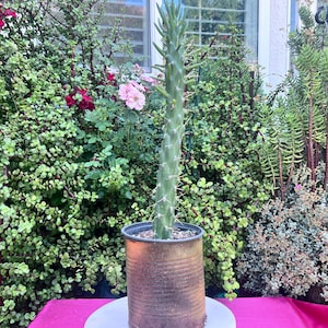 Large Opuntia Eve&#39;s Needle Subulata Austrocylindropuntia,Large Cactus,Rooted Cactus,DIY Succulent,Live Cactus Plant,Plant Lover,No Planter