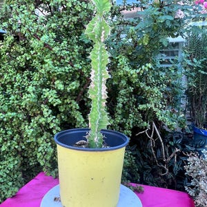 Zig Zag Euphorbia Pseudocactus Cactus,Live cactus Gift,Large Cactus,Live Cactus Plant,Green Cactus,Unique Cactus,No Planter