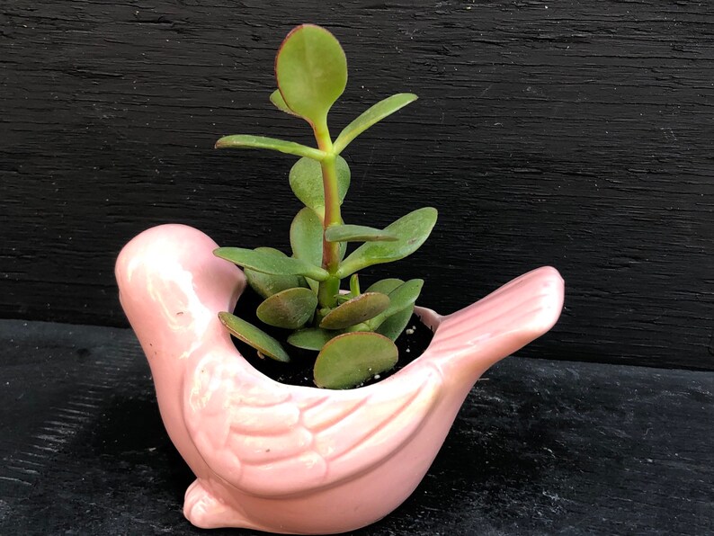 Ceramic Succulent Gift,Crassula Ovata Jade,Ceramic Bird,Bird Planter,Ceramic Animal Planter,Succulent Gift,Succulent Lover,Plant