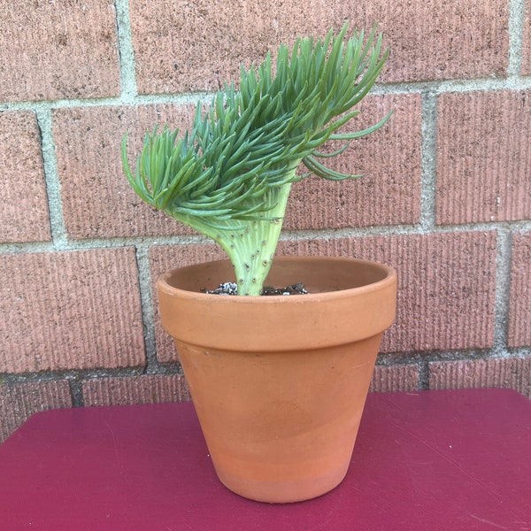 Crested Senecio,Mermaid Tail,Senecio Vitalis Serpents,Cylindicus,Narrow Leaf,Blue Chalk Fingers Succulent,DIY Succulent,No Planter