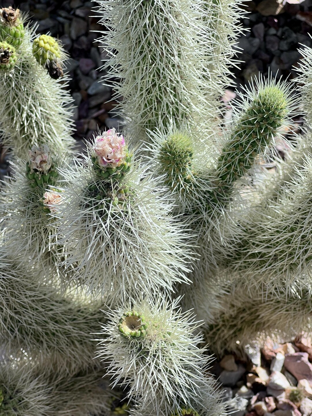 teddybr kaktus Buy Teddy Bear Cholla Phoenix, AZ | C. bigelovii