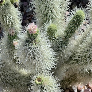 May include: Close-up of a cholla cactus with white spines and green stems. Some stems have small pink and green flowers. The cactus is in a natural outdoor setting with small rocks in the background.