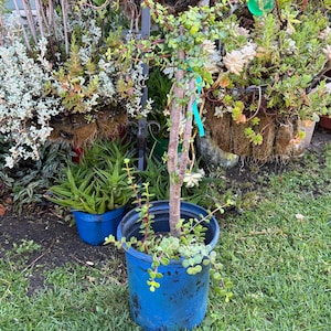 Large Elephant Bush Jade Plant, Portulacaria Afra, Dwarf Succulent 30” Tall  (Bare Root Shipping)