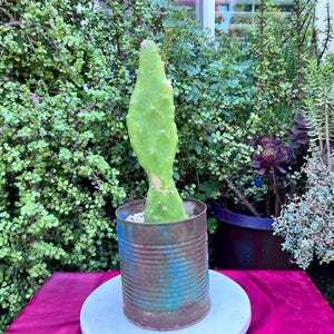 Monacantha Joseph’s Coat Opuntia Cactus,DIY Cactus,Large Cactus,Green Cactus,Opuntia Cactus,Live Cactus Gift,Outdoor Cactus,No Planter