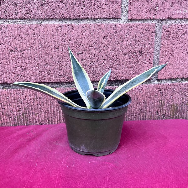 Agave Americana Variagated Marginata Century Plant,DIY Succulent,Rooted Agave,DIY Plant,Succulent Gift,Succulent Lover,No Planter