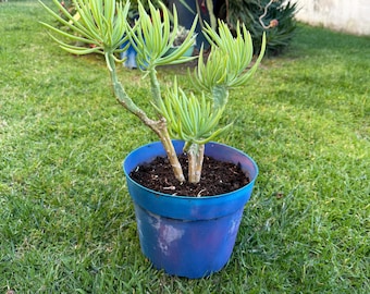 Rare Crested Mermaid Tail Succulent Plant: Unique Rooted Succulent,No Planter Bare Root Shipping