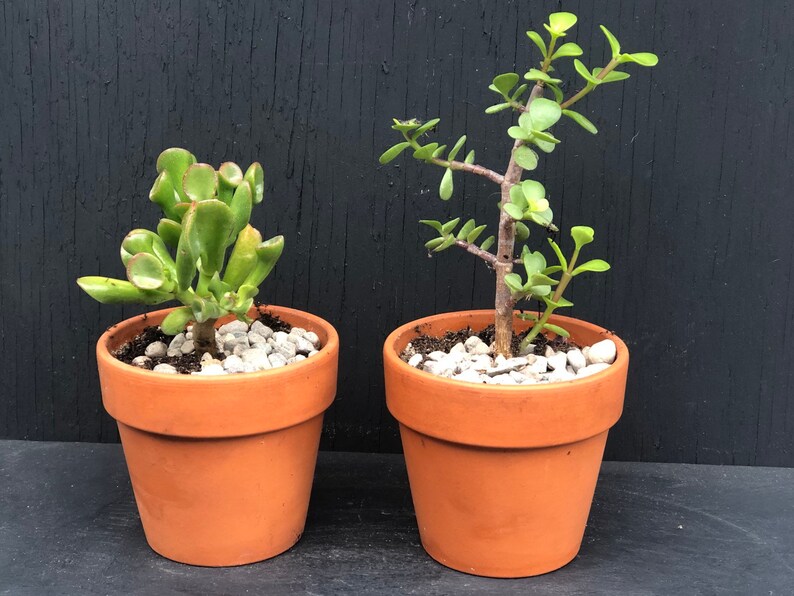 Crassula Tetragona Starter rooted plant in 2 inch pot Mini Pine Tree