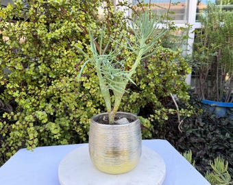 Exotic Crested Mermaid Tail Succulent Plant: Rare Live Succulent,No Planter