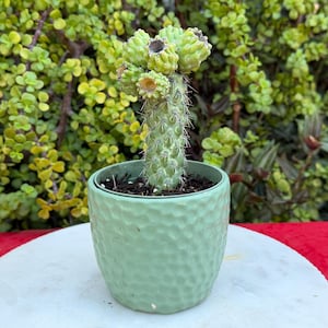 May include: A green cactus with a textured, cylindrical stem and several small, rounded, light green buds at the top. The cactus is planted in a light green, round ceramic pot with a dimpled, hammered surface texture and dark soil.