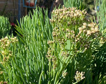 Unrooted Blue Chalk Fingers Succulent Cuttings: DIY Senecio Vitalis