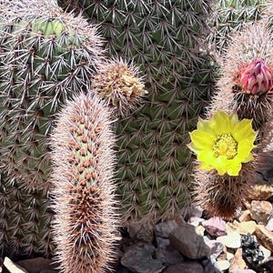 Rare Opuntia Pycnanthum Var Margarita Cactus,Opuntia Cuttings,2 Cuttings,Unrooted Cactus,Brown Cactus,Plant Love,Plant Gift,Cactus Gift