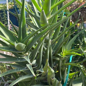 Climbing Aloe,Aloiampelos Ciliaris,Unrooted Climbing Aloe,6 Live Cuttings,DiY Succulents,Aloe Cutting,Green Succulents image 1