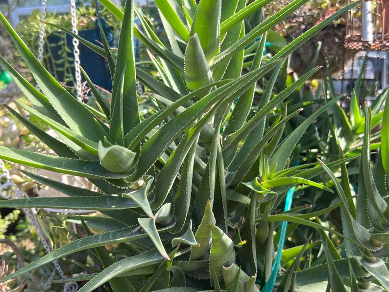 Climbing Aloe,Aloiampelos Ciliaris,Unrooted Climbing Aloe,6 Live Cuttings,DiY Succulents,Aloe Cutting,Green Succulents image 1