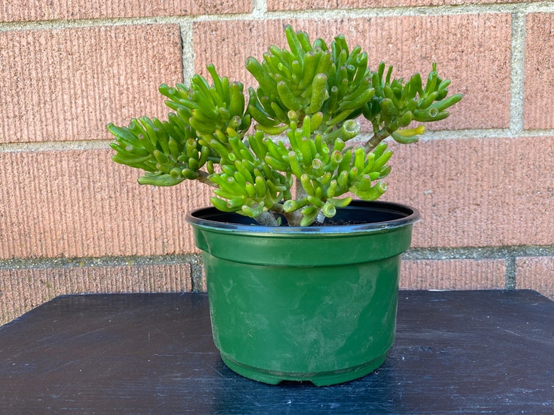 Gollum Hobbit ET/'s Ears,Crassula Ovata Jade Plant,Green Succulent,DiY Succulent,DiY Plant,Succulent Lover,Succulent Gift,No Planter