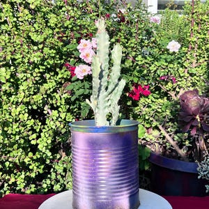 Euphorbia Lactea White Ghost Variegated Dragon Bone Cactus,DIY Cactus,Rare Cactus,Euphorbia Cactus,White Cactus,Variegated Cactus,No Planter