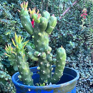 Gumbi Opuntia Cactus Austrocylindropuntia Subulata,Large Cactus,Rare Cactus,DiY Succulent,Cactus Gift,Cactus Lover,Plant Lover,No Planter
