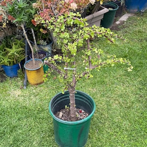 May include: A Portulacaria afra plant, commonly known as elephant bush, with small, rounded, light green succulent leaves and reddish-brown woody stems. The plant is potted in a dark green plastic nursery container filled with dark potting soil.