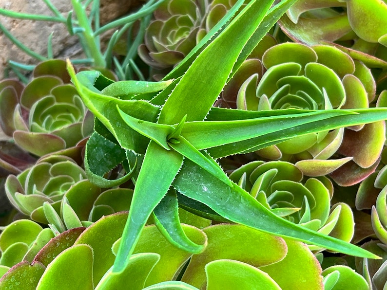 Climbing Aloe,Aloiampelos Ciliaris,Unrooted Climbing Aloe,6 Live Cuttings,DiY Succulents,Aloe Cutting,Green Succulents image 6