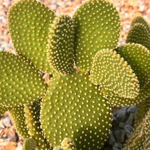 Bunny Ears Cactus Microdasys  Opuntia Cactus Cuttings,4 Cutting,Unrooted Cactus,Opuntia Cuttings,DiY Cactus,Unique Cactus,Cactus Lover