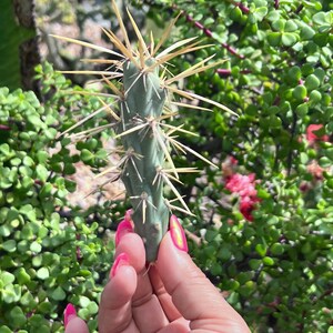 Opuntia Cylindropuntia Species Cuttings,4 Cuttings,Unrooted Cactus Plant,Rare Cactus,Opuntia Cuttings,Plant Lover,Live Cactus Gift,Cactus