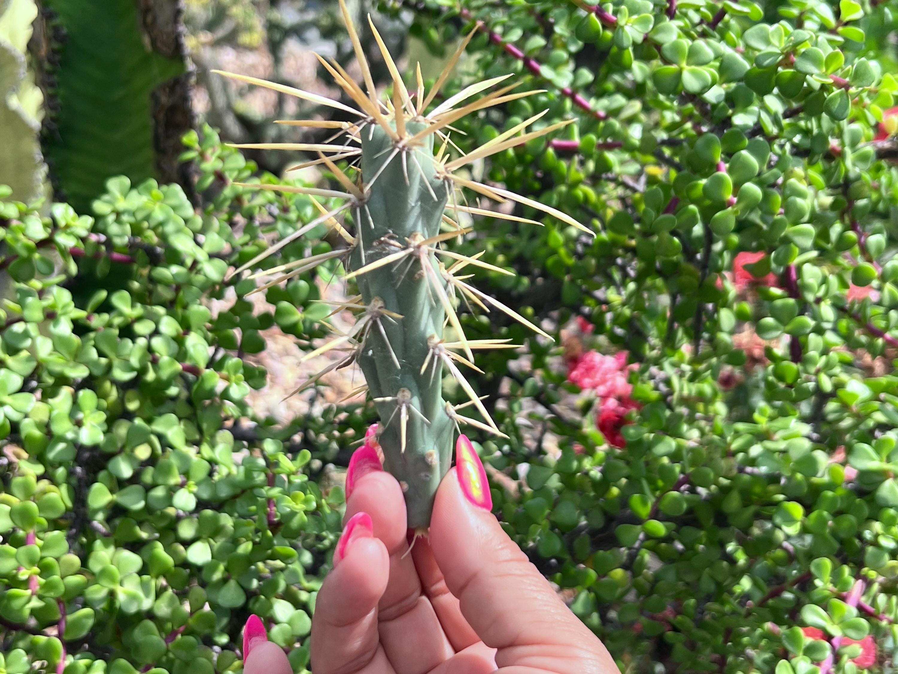 Opuntia Cylindropuntia Species Cuttings,4 Cuttings,unrooted