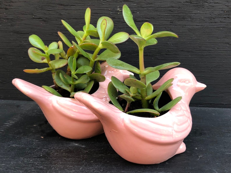 Ceramic Succulent Gift,Crassula Ovata Jade,Ceramic Bird,Bird Planter,Ceramic Animal Planter,Succulent Gift,Succulent Lover,Plant