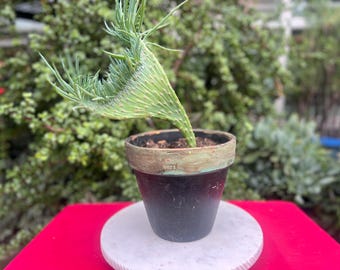 Unusual Crested Mermaid Tail Succulent Plant,Rare Succulent,No Planter