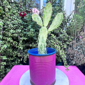 Variegated Tricolor Maverick Opuntia Cactus,Variegated Cactus DIY Cactus,Cactus Lover,Cactus Gift,Plant Gift,Plant Lover,No Planter