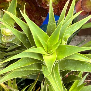 Climbing Aloe,Aloiampelos Ciliaris,Unrooted Climbing Aloe,6 Live Cuttings,DiY Succulents,Aloe Cutting,Green Succulents image 8