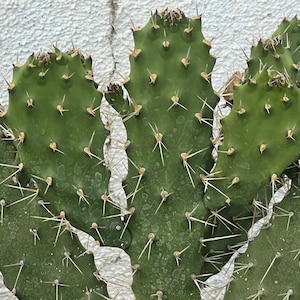 Caribbean Tree Consolea Faltcata Opuntia Cactus,3 Cuttings,Unrooted Opuntia,Opuntia Cuttings,DIY Cactus,DIY Succulent,Unique Cactus