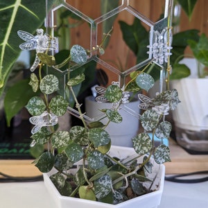 Peut inclure: Une plante verte et blanche panachée aux feuilles tachetées poussant sur un treillis hexagonal en acrylique transparent. La plante est dans un pot hexagonal blanc. Des pinces à libellule en plastique transparent sont fixées au treillis.