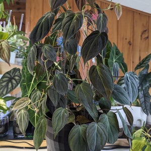 May include: A dark green velvet leaf plant in a black and white checked pot. The plant has several stems with leaves that are heart-shaped and have a velvety texture.